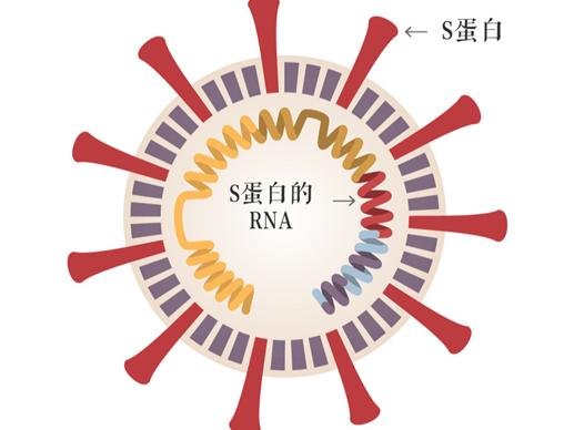 新冠病毒育苗最新時間，全球疫苗研發進展及未來展望