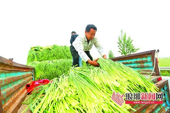 今日蒜苔最新價格行情