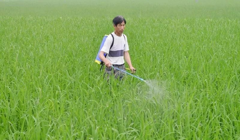 水稻田最新除草劑